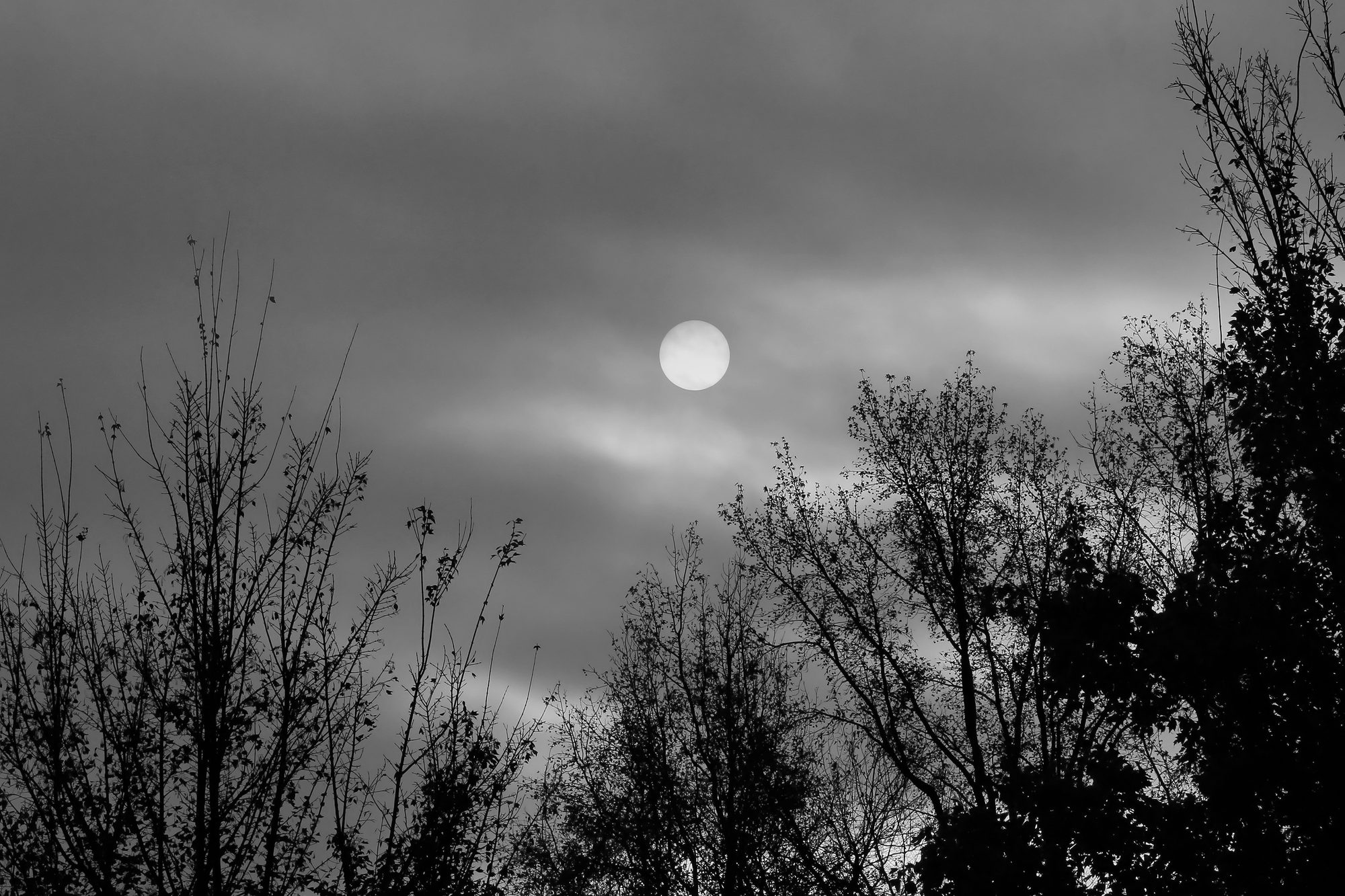 Moon glowing through bare trees at night, symbolising quiet reflection